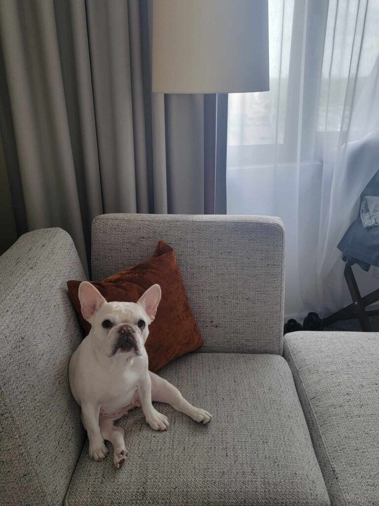 A white french bulldog sits on an upholstered grey chair with a red throw pillow