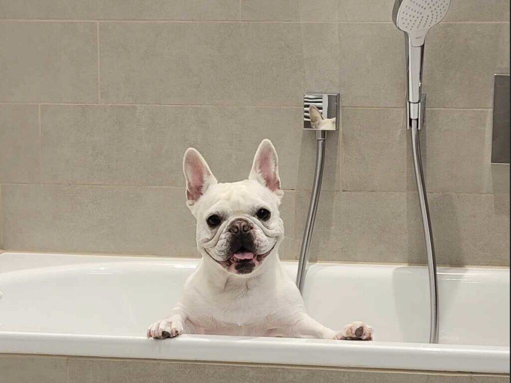 Poland Travel Guides 11 dog in hotel tub