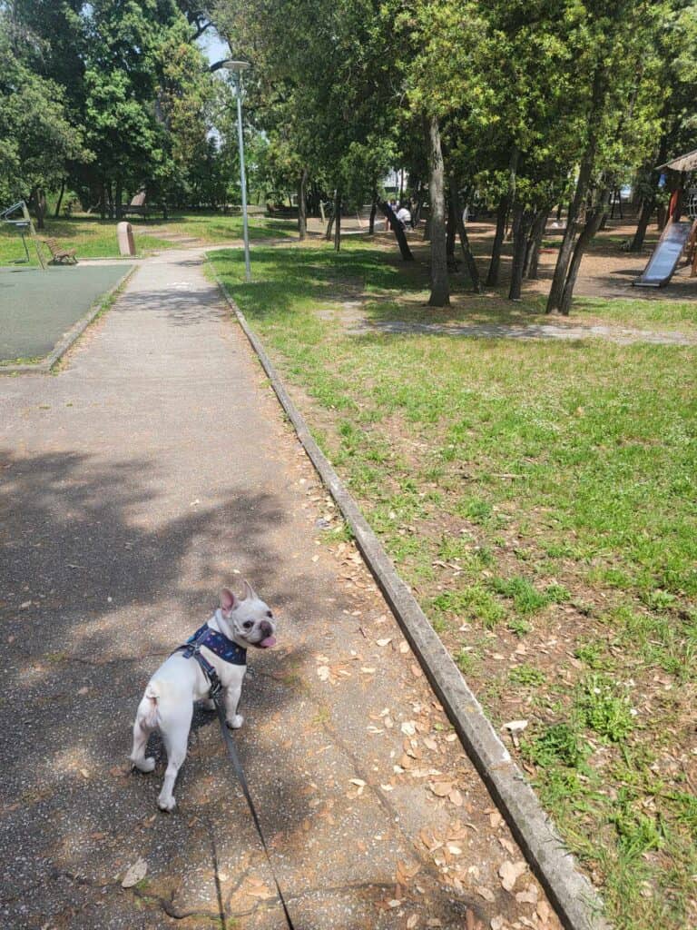 A French bulldog enjoying a walk in the park