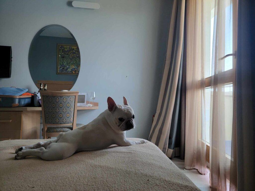 A french bulldog lounging on a bed with a long-curtained window to the right