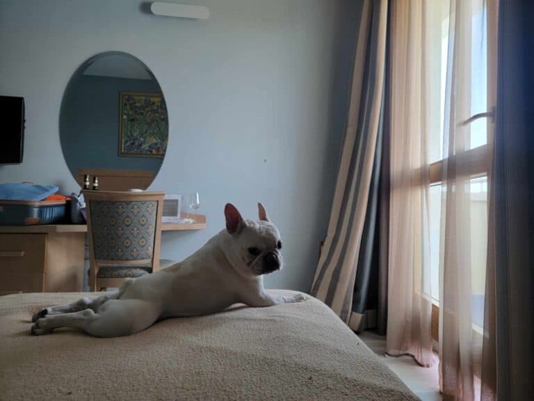 A french bulldog lounges on the bed in the Grand Continental Hotel Tirrenia