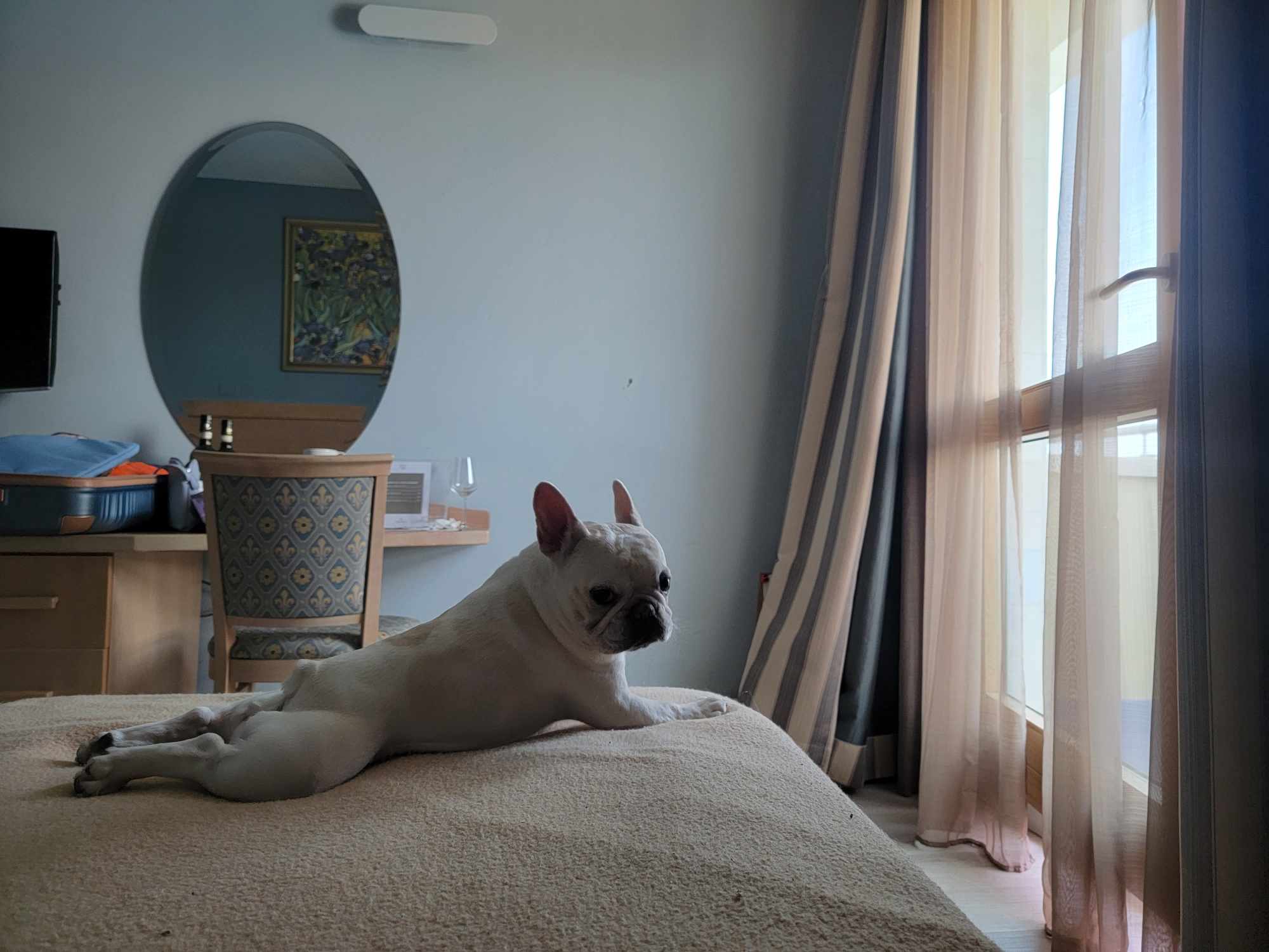 A french bulldog lounges on the bed in the Grand Continental Hotel Tirrenia