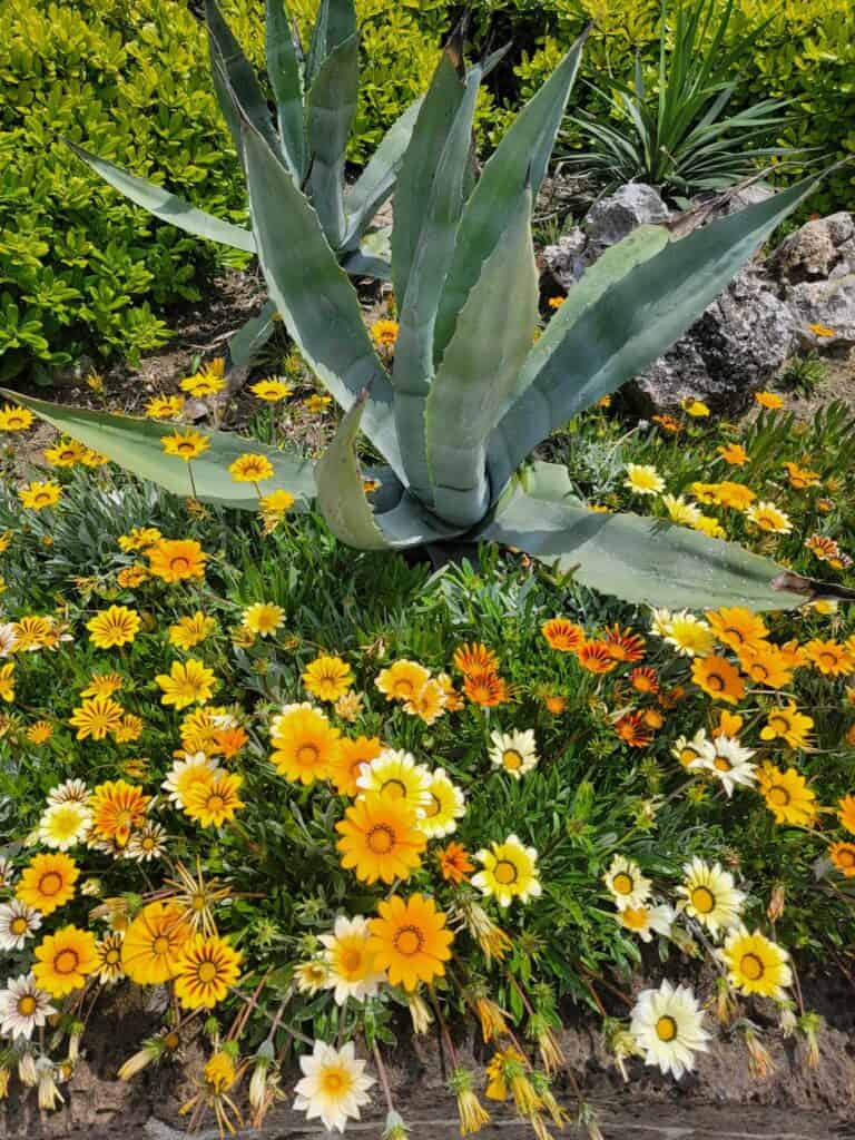 An agave plant surrounded by yellow daisies.