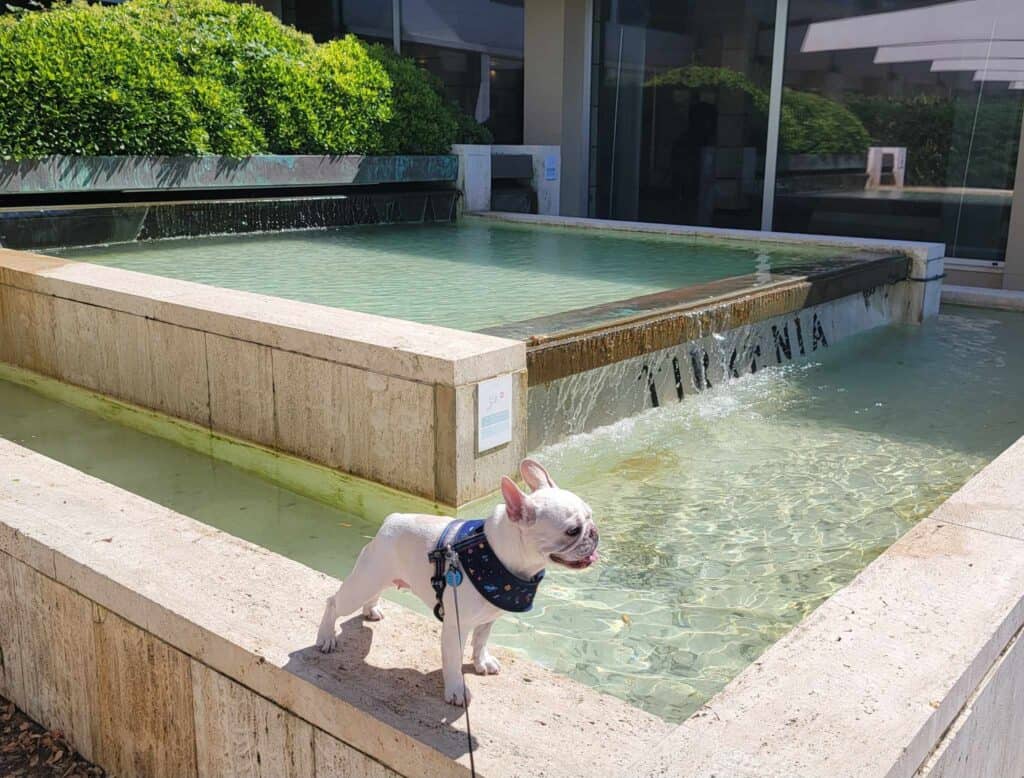 A white french bulldog standing on the edge of a fountain