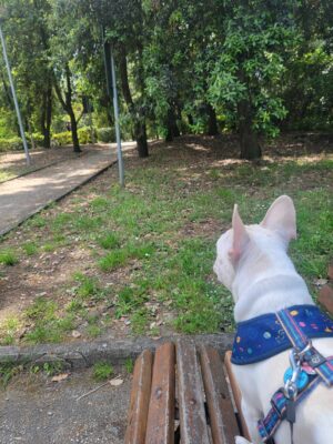 A french bulldog sitting on a park bench looking into the trees