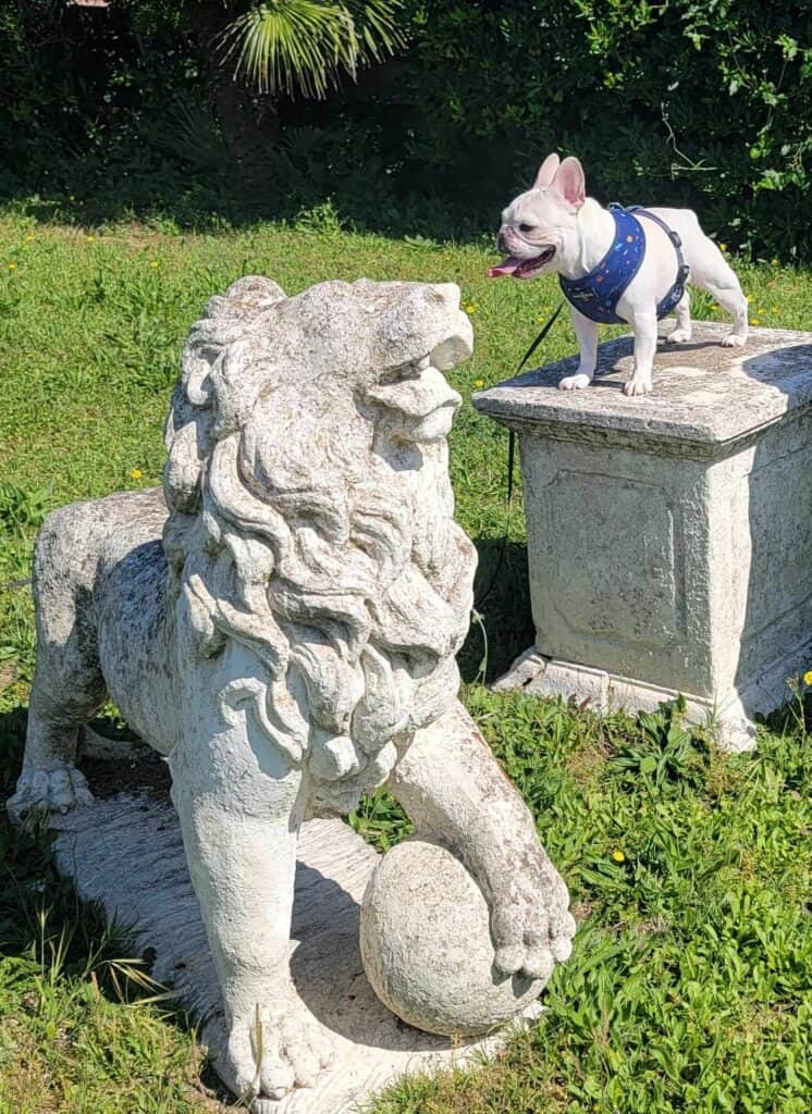 A white french bulldog standing on a stone pedestal looking at a stone lion with a ball