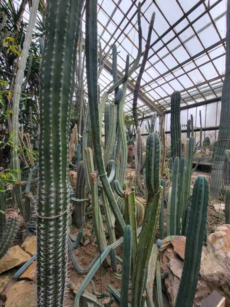 Tall cacti under a glass ceiling