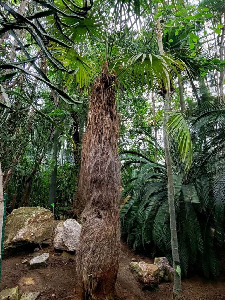 A large palm tree with shaggy brown bark