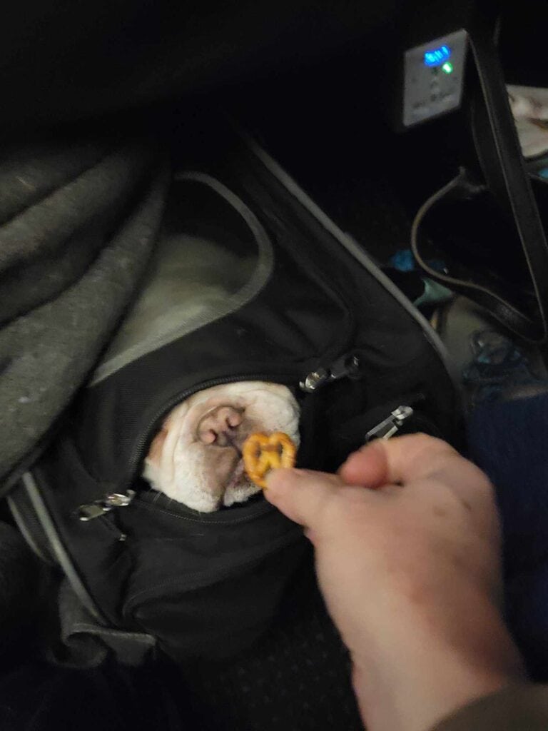 The snout of a french bulldog sticking out of a pet carrier sniffing a pretzel