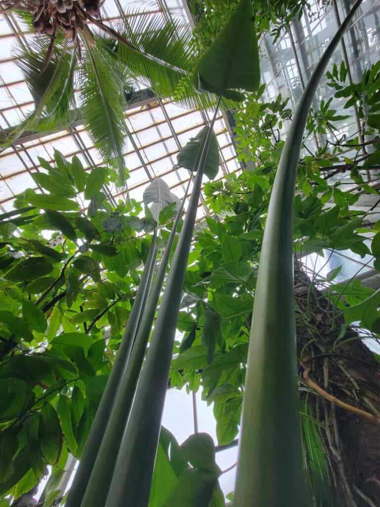 Tall tropical plants and bamboo in the Poznan Palm House