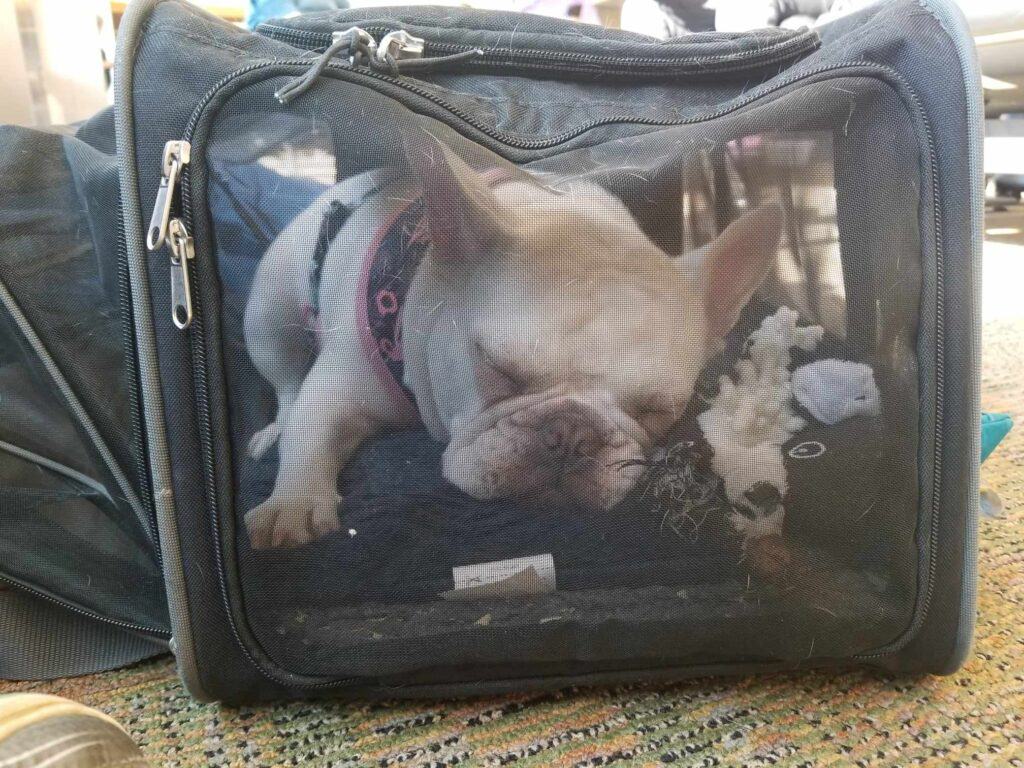 A white french bulldog asleep in an airline carrier with mesh sides