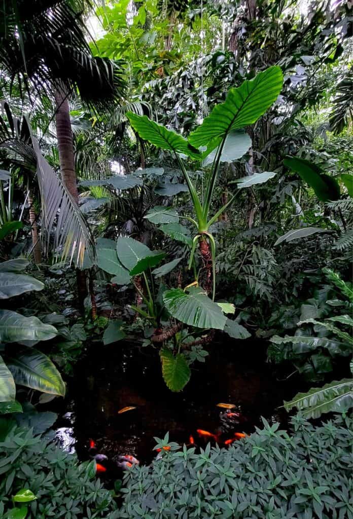 Tropical plants and trees with a pond full of orange koi