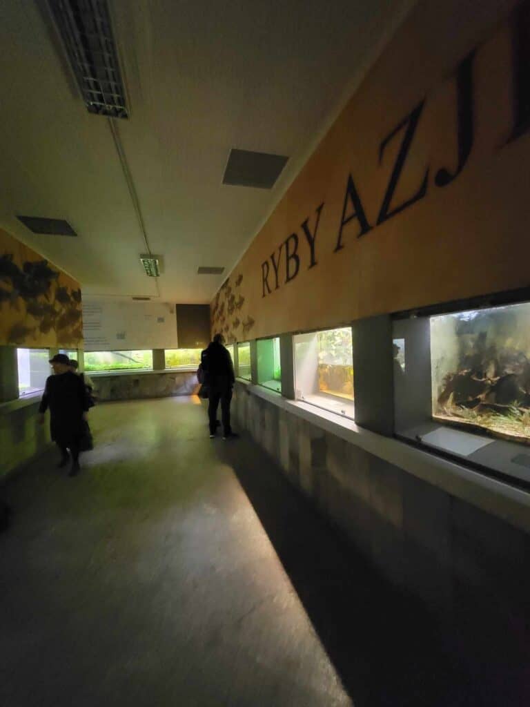 A wall of aquarium tanks along the wall of a darkened room