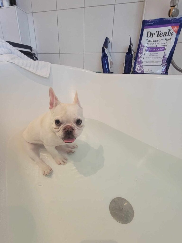 A french bulldog sitting in a bathtub with lavender epsom salts on the edge of the tub