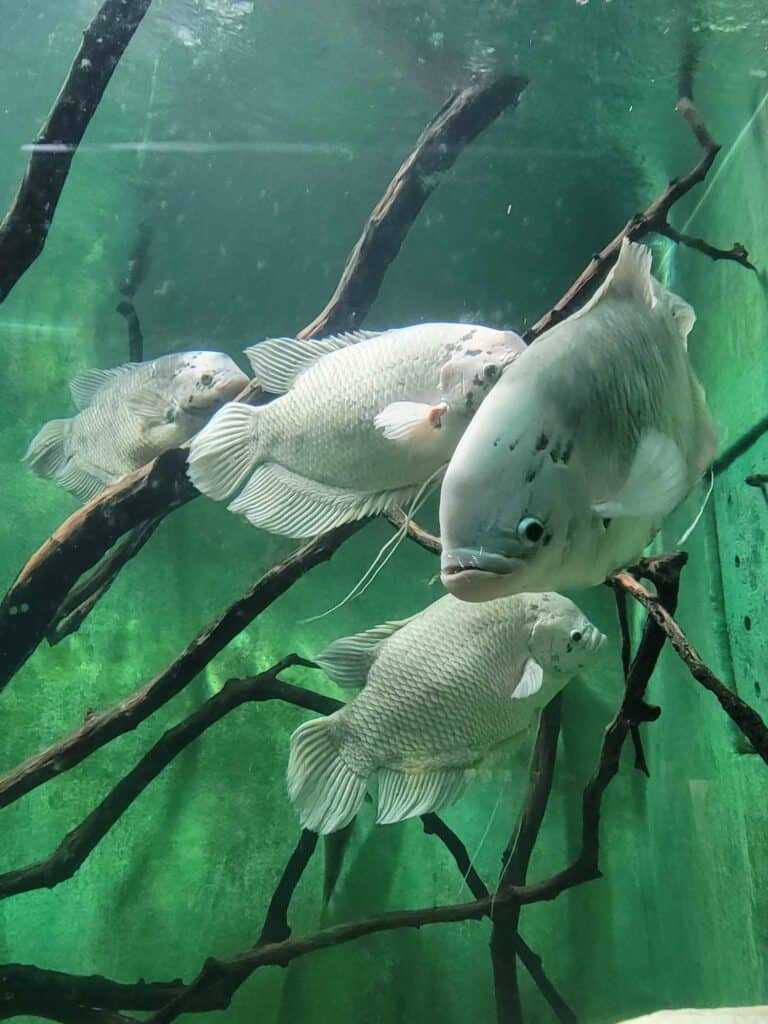 Four pale blue fish swimming among submerged twigs