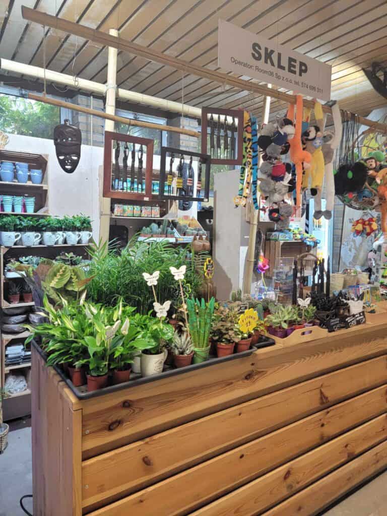 A wooden display with live plants in small pots