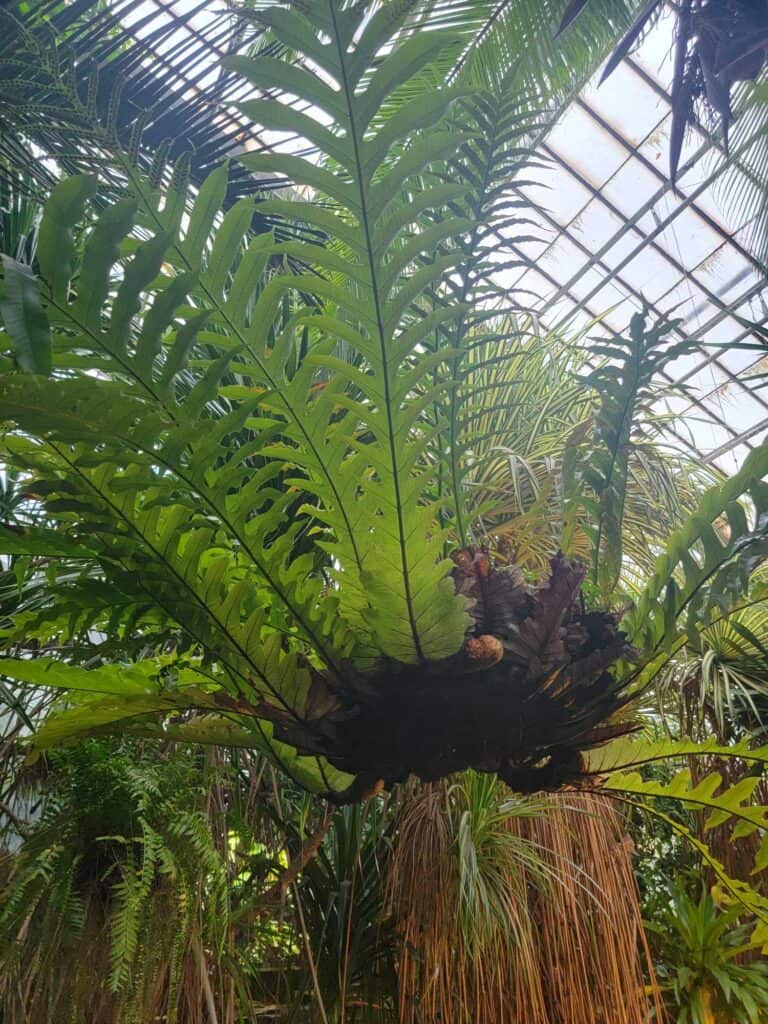 A fern palm with a glass ceiling behind