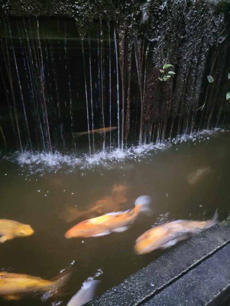 Koi swimming at the base of a small waterfall