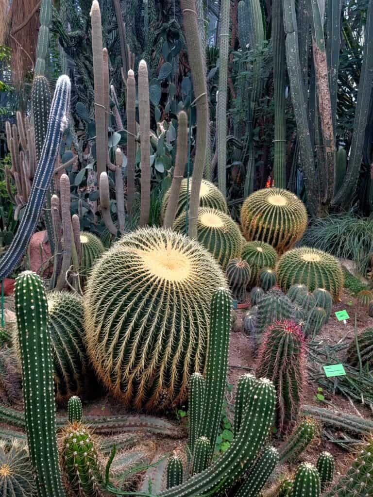 A huge barrel cactus surrounded by smaller cacti