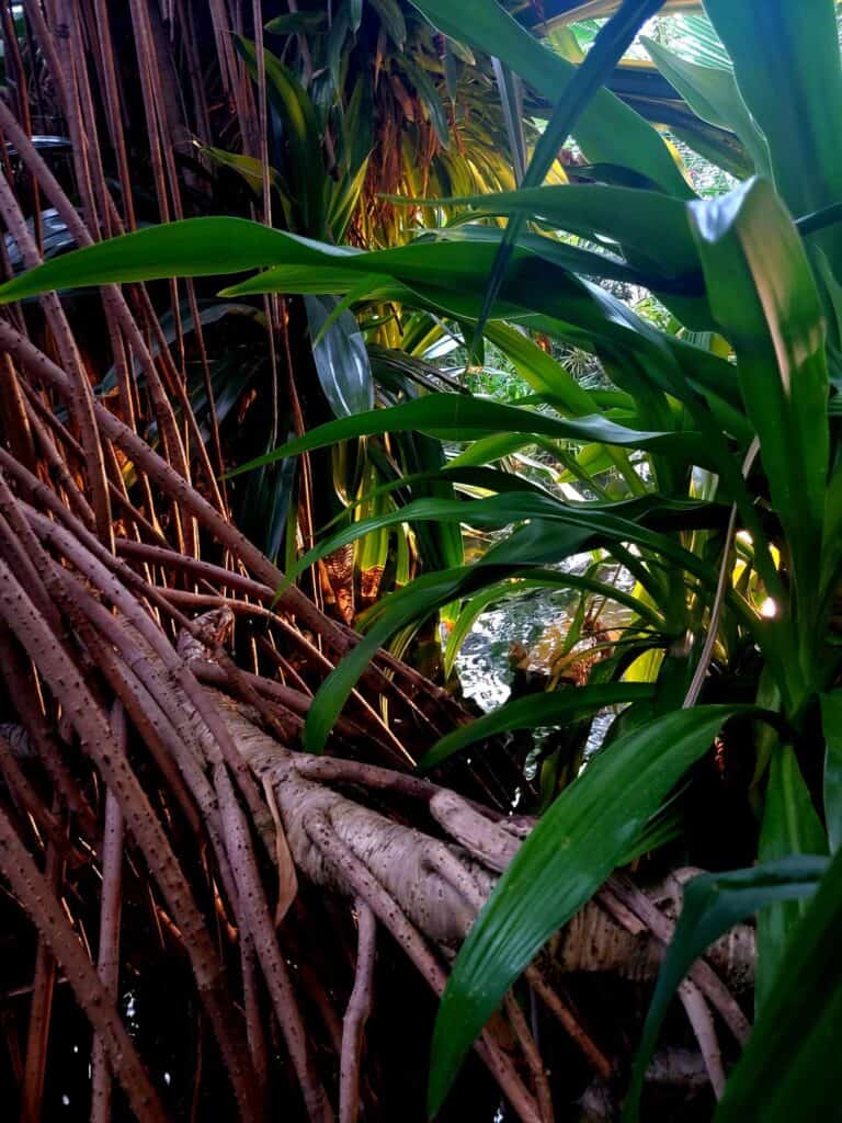 Tropical leaves and roots