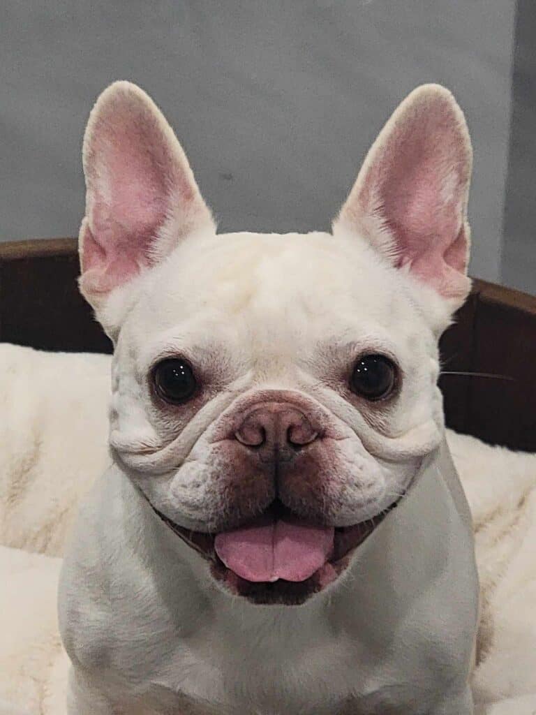 A smiling white french bulldog