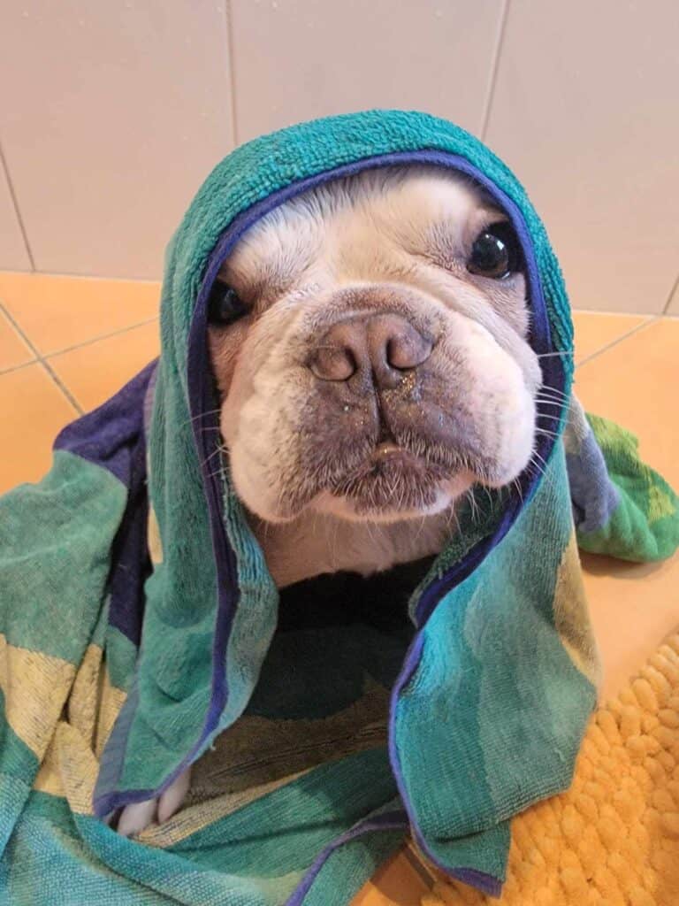 A soggy french bulldog wrapped in a green and blue towel