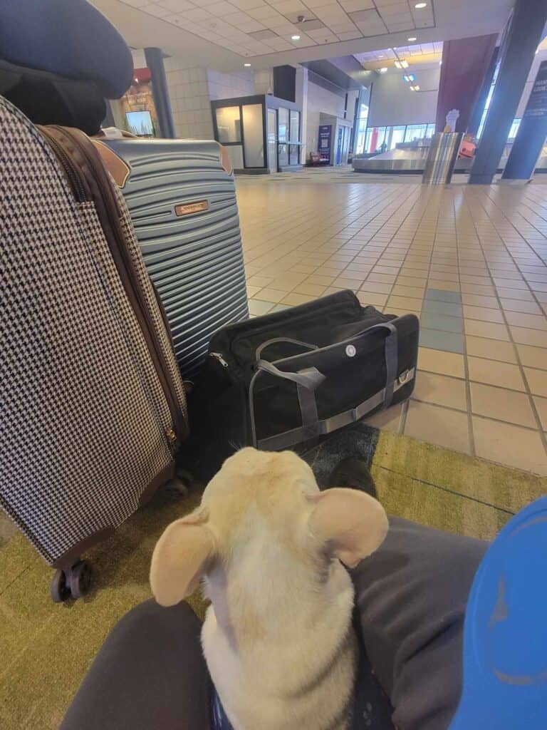 16 US Airlines That Allow Dogs in Cabin: Best Guide for 2025 4 449406121 1054390409409441 3819287716313382629 n