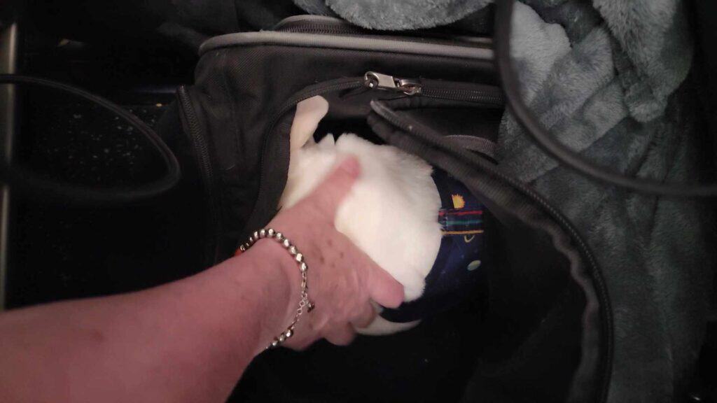 A woman's arm reaches down and rubs the head of a white frenchie in a carrier