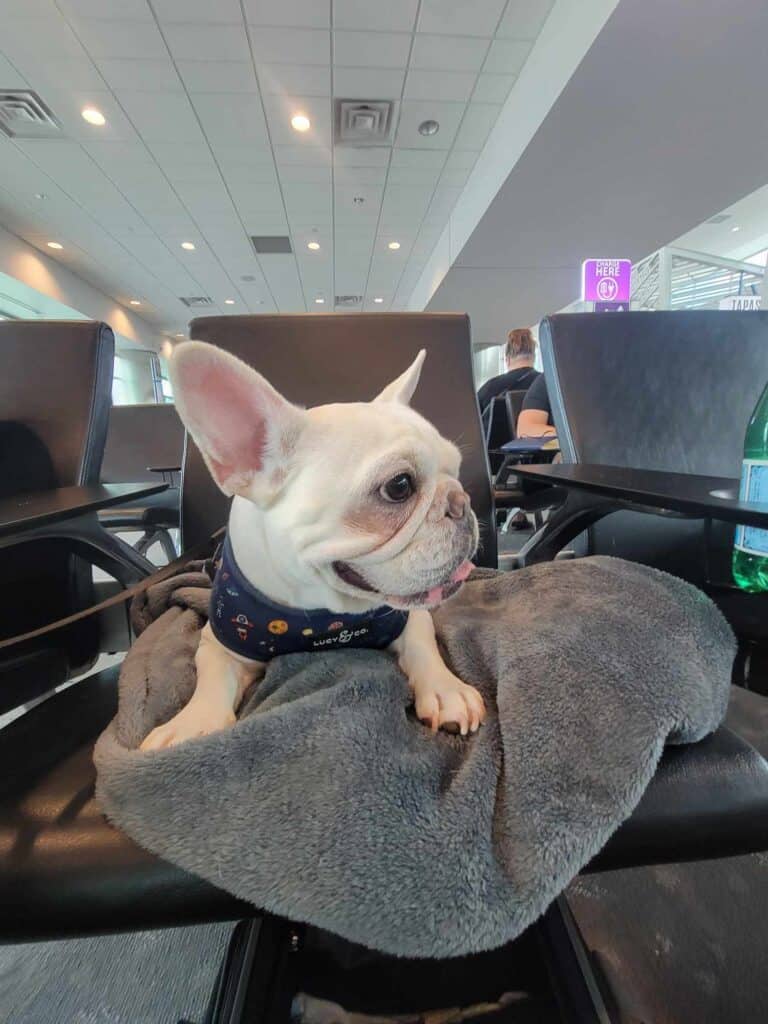 A white french bulldog peeking out from a pet carrier in the airport
