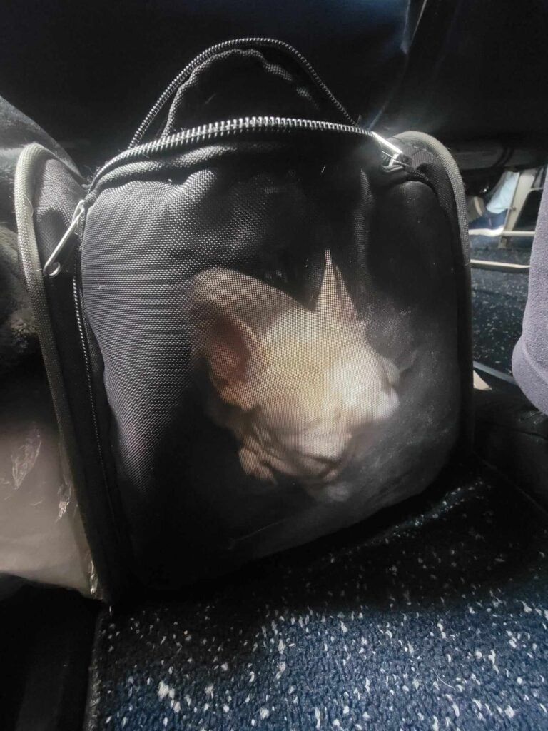 A white frenchie sleeping in a black mesh carry on bag