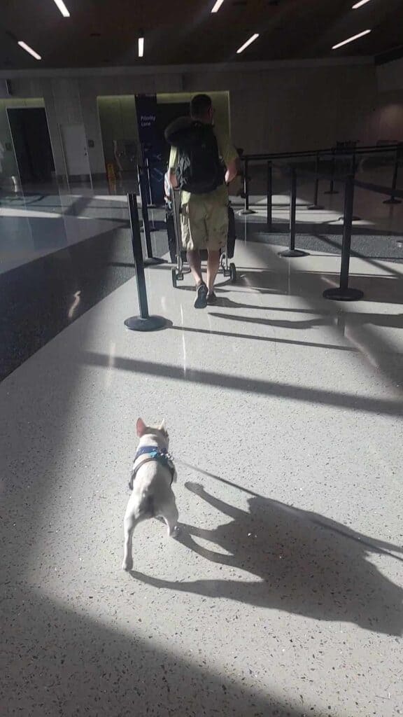 A frenchie walking in a patch of sunlight through the airport