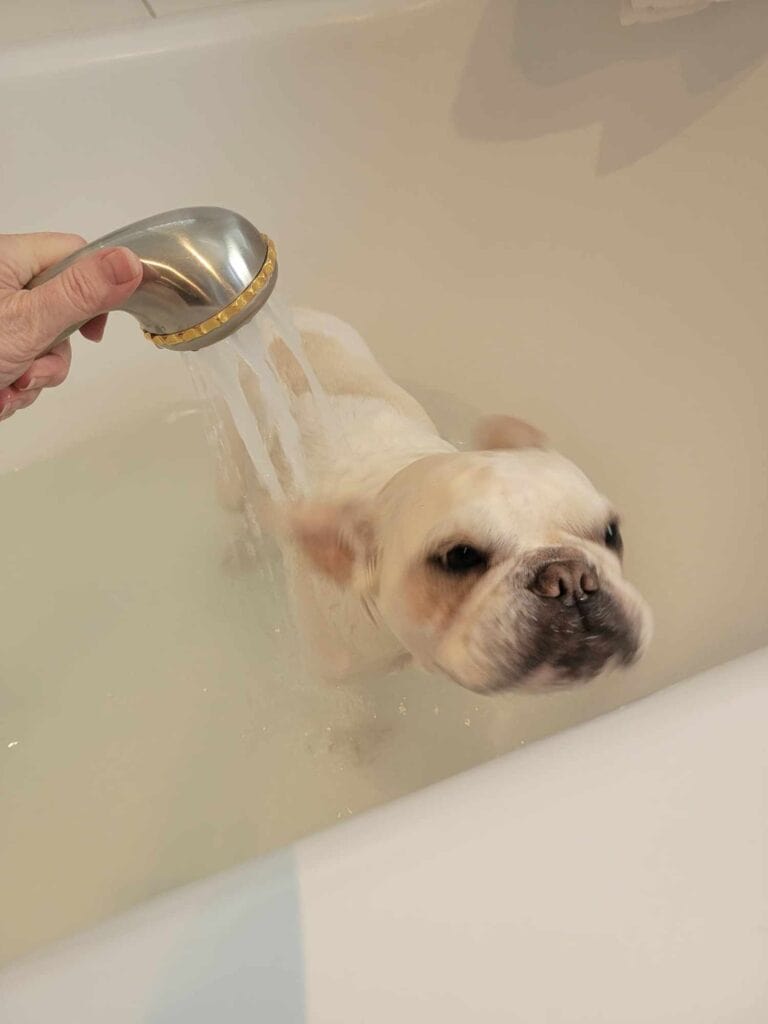 A very relaxed french bulldog in the bathtub getting spray from a hand held shower attachment