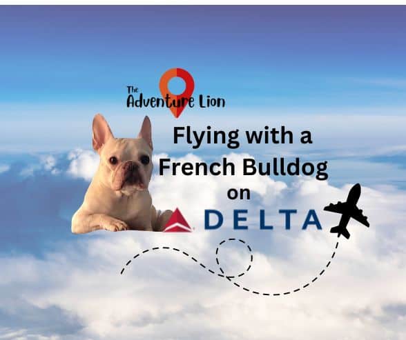 Flying with a French Bulldog on