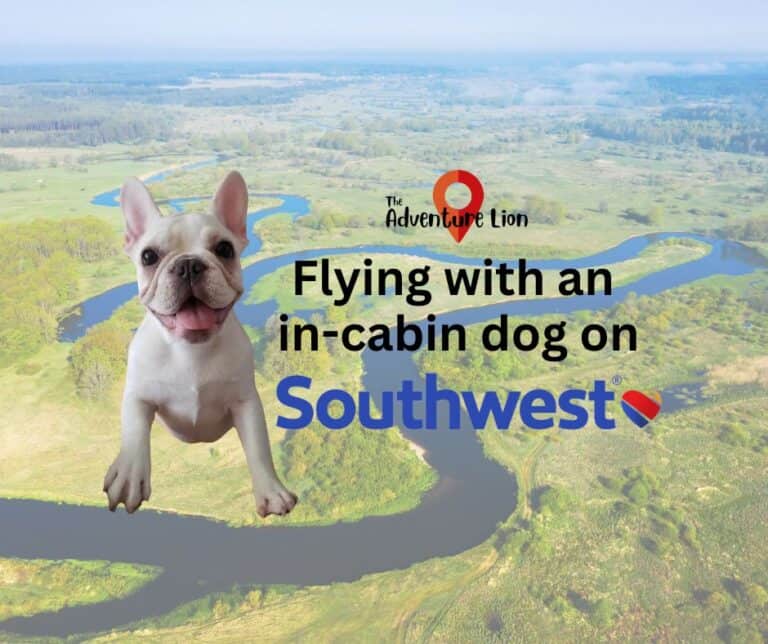 Flying with an in cabin dog on