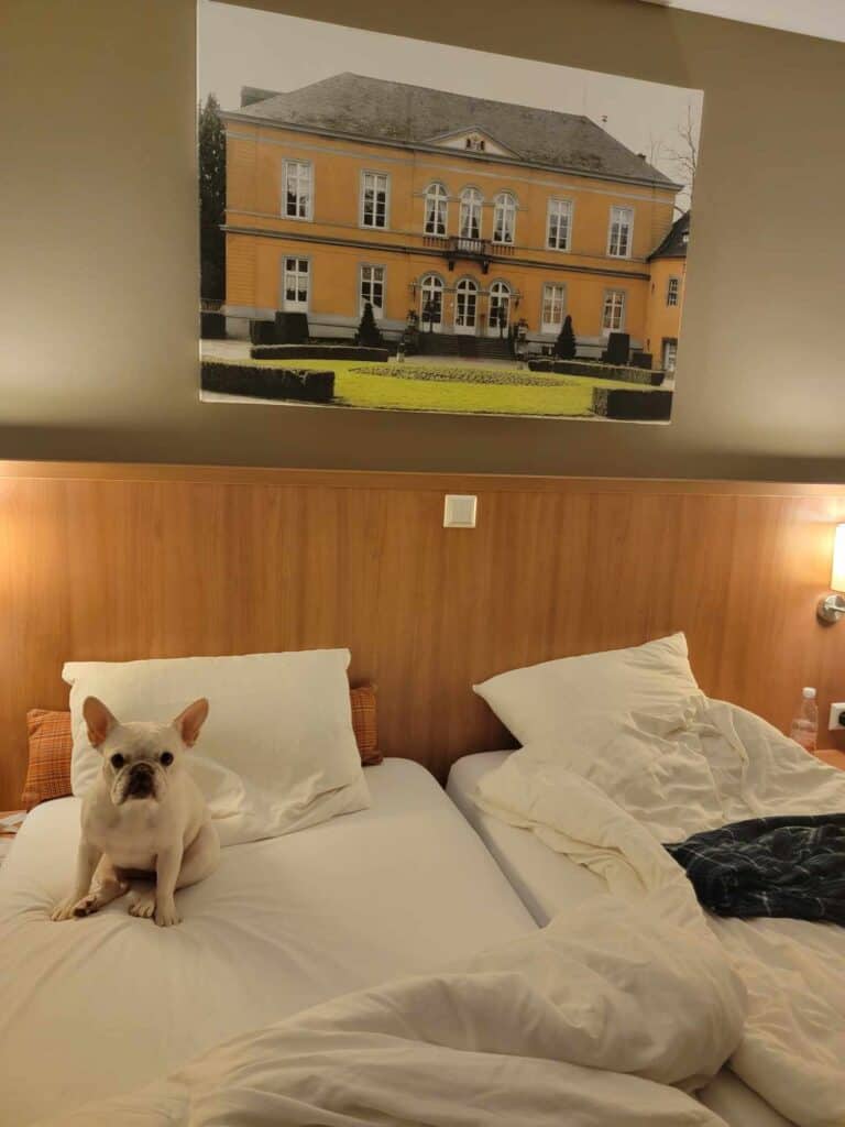 A white french bulldog sitting on a bed with a wooden headboard