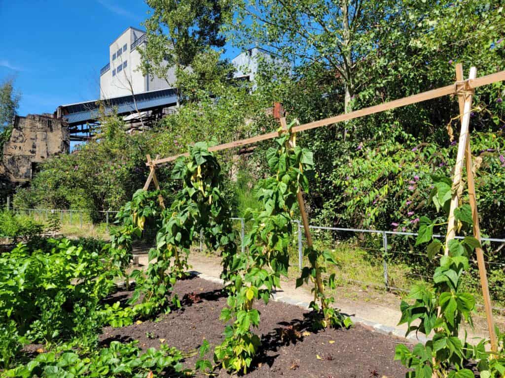 The Völklingen ironworks garden with beans growing up a trellis