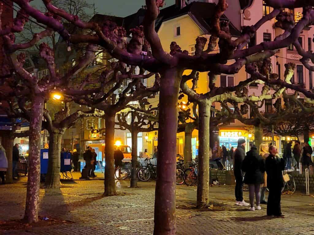 Prunded fruit trees in rows with people below at night