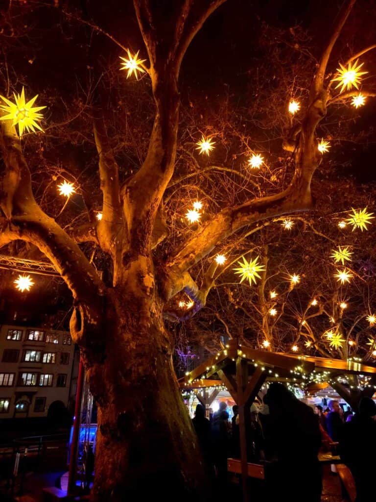 An old tree with a knot hung with moravian stars