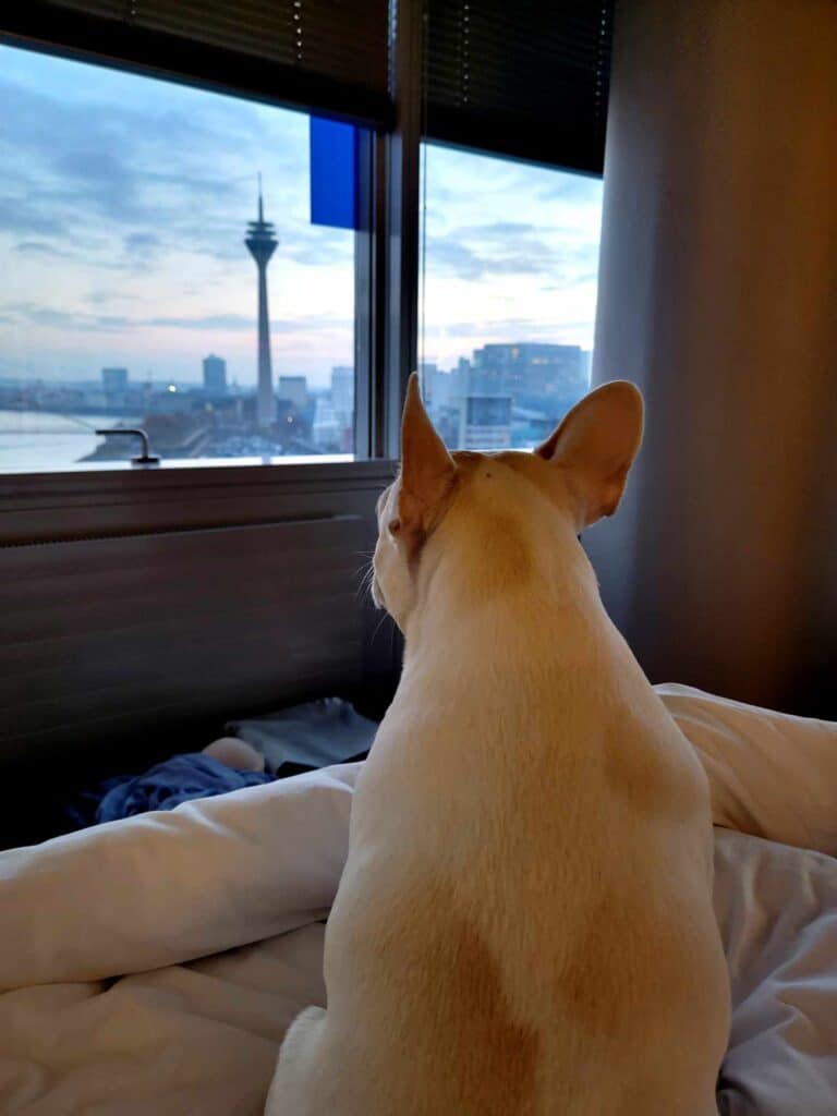 A white french bulldog with brown spots gazes over the Rhine and the Rhineturm