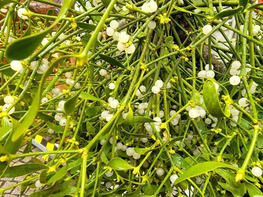 Closeup of mistletoe with green shiny leaves and white berries