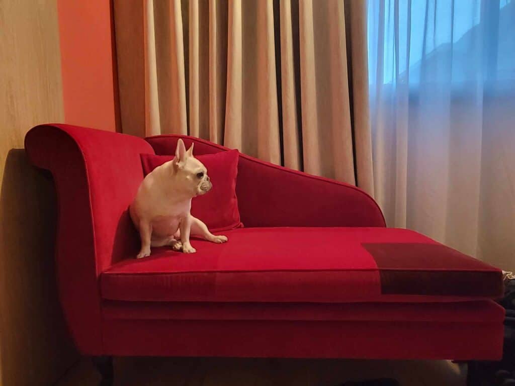 A white french bulldog sits profile on a red setee