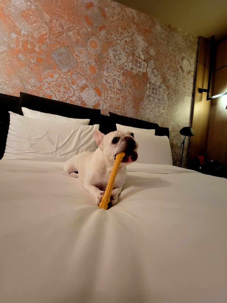 A french bulldog chews on a yellow bone toy on a bed with white linen. The wallpaper is pink, orange, and silver with elaborate decorations