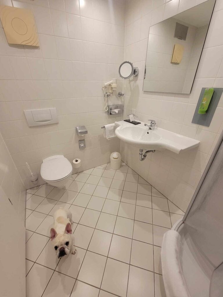 A french bulldog in a white tiled bathroom with all white fixtures and a mirror