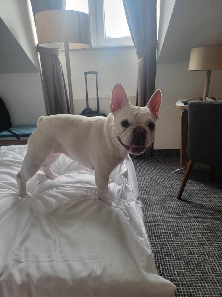 A smiling white french bulldog stands on a bed looking at the camera