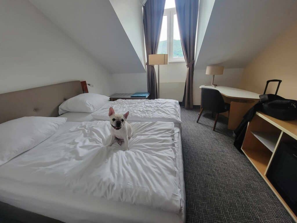 A smiling french bulldog sits on a bed made up in white linen in a room with a tall dormer and a window with blue curtains