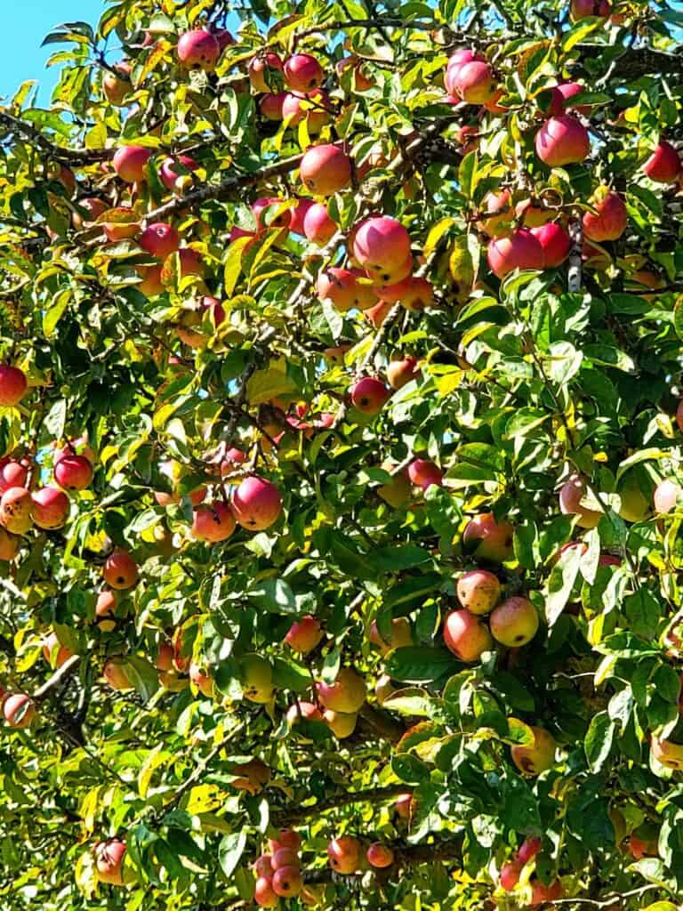 A tree covered with red apples