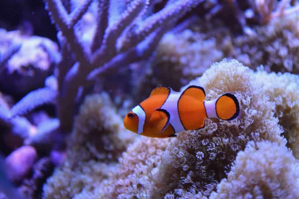 A clown fish with coral in the background