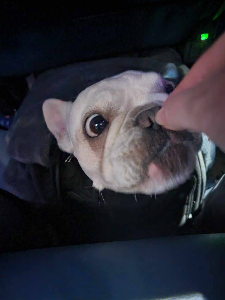 A white frenchie about to eat a treat sticking her head from out of a black airline carrier