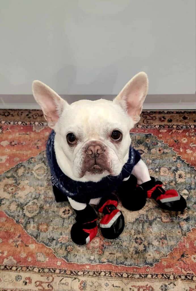 An unhappy looking white french bulldog on an oriental rug wearing a navy knit sweater and red and black booties