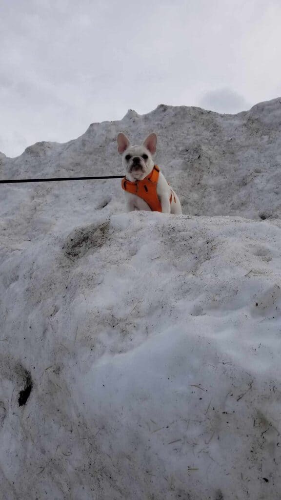 A white frenchie in a sturdy Ruffwear harness in orange on top of a giant pile of snow